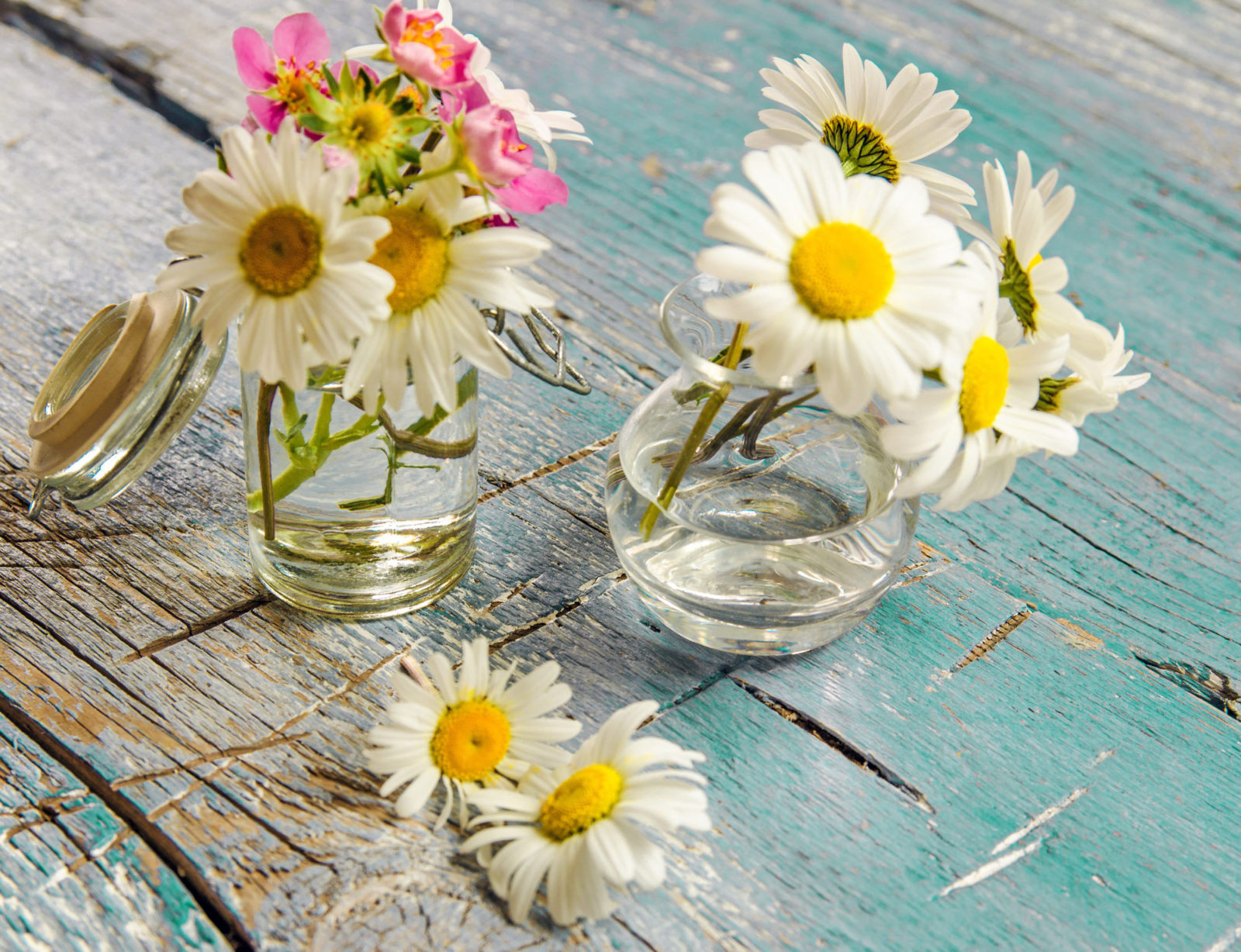 Margeriten-Struchen auf altem, blauem Holz